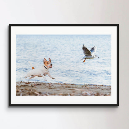 Naughty Dog chasing gull bird playing on beach