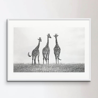 Giraffes in the Mara plains Poster