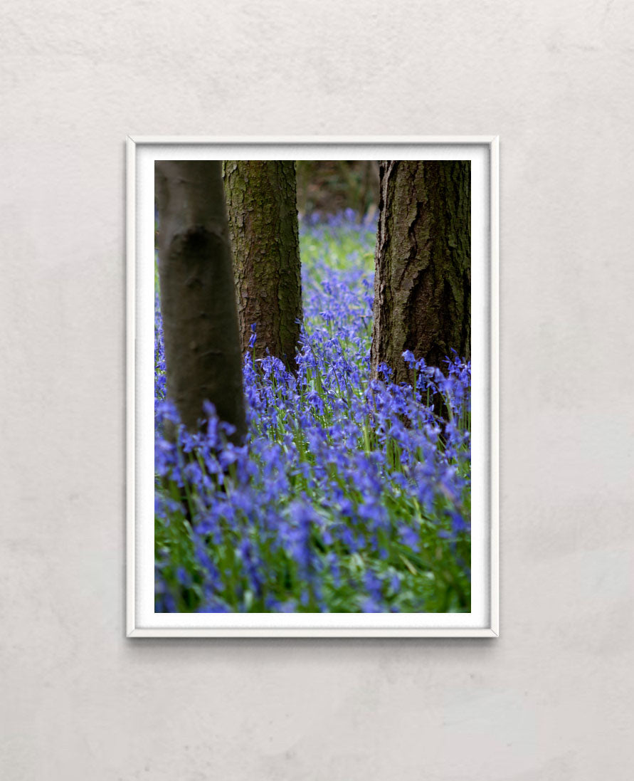 Bluebell Wood l