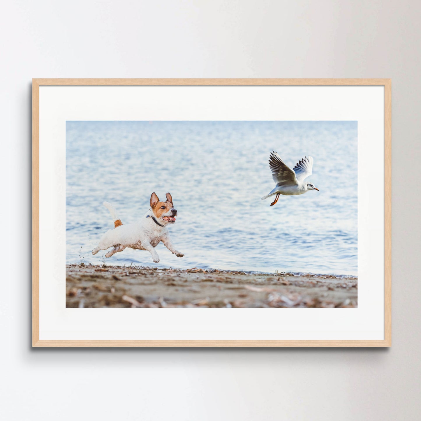 Naughty Dog chasing gull bird playing on beach