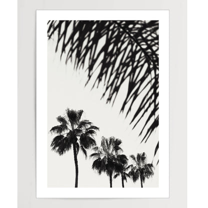 Palm_006