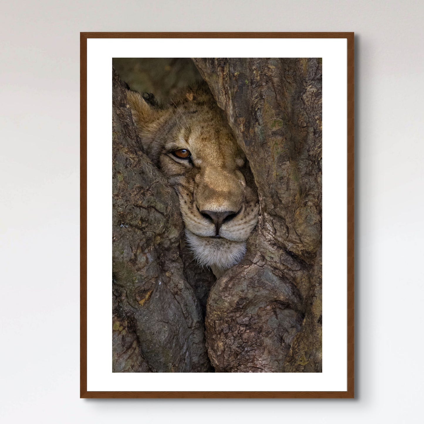 Lion cub in the tree in Kenya, Africa