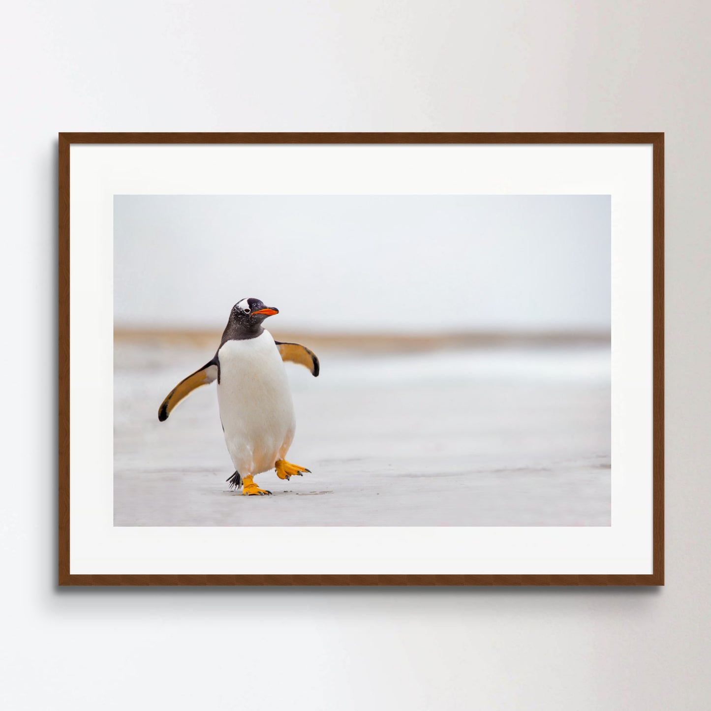 Gentoo Penguin waddling along on a white sand beach.