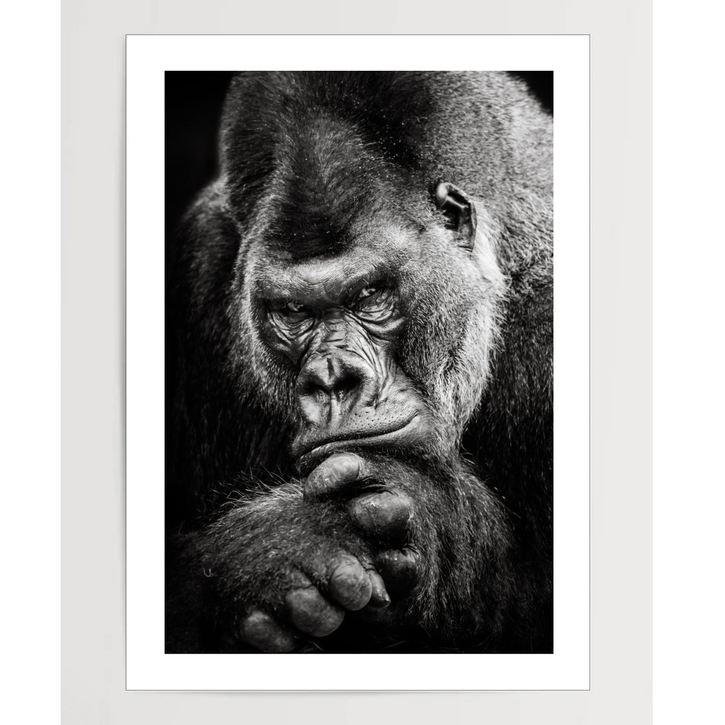 Western Lowland Gorilla BW II