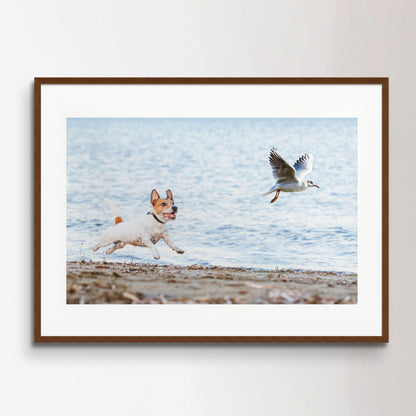 Naughty Dog chasing gull bird playing on beach