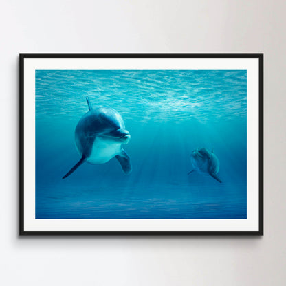 Two Dolphins Under Water