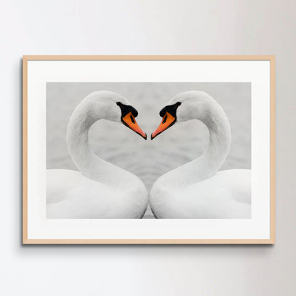 true love of swans