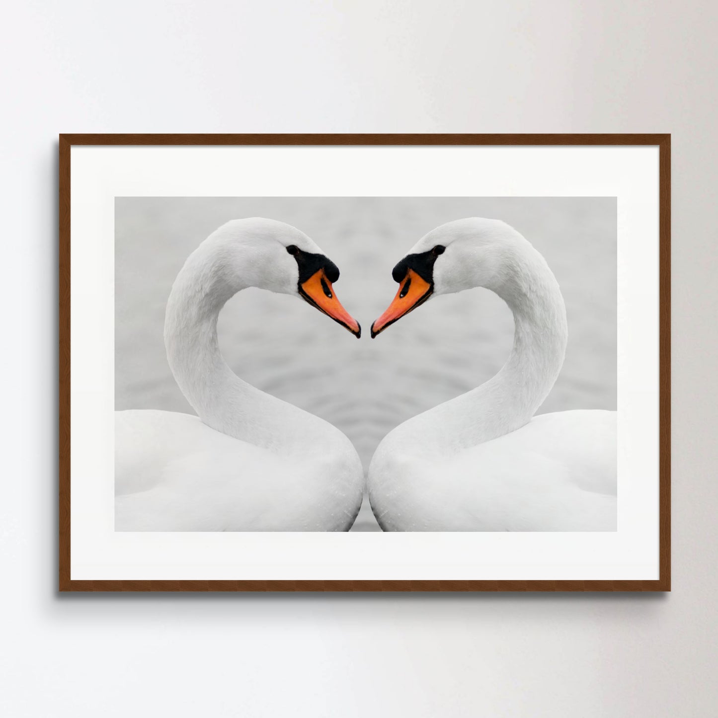 true love of swans