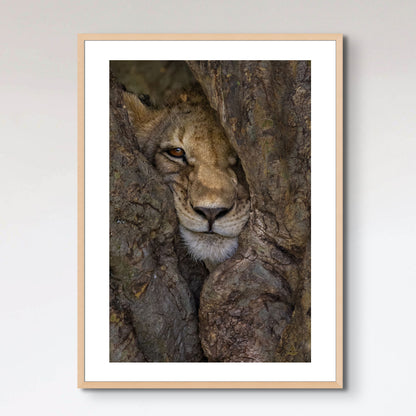 Lion cub in the tree in Kenya, Africa