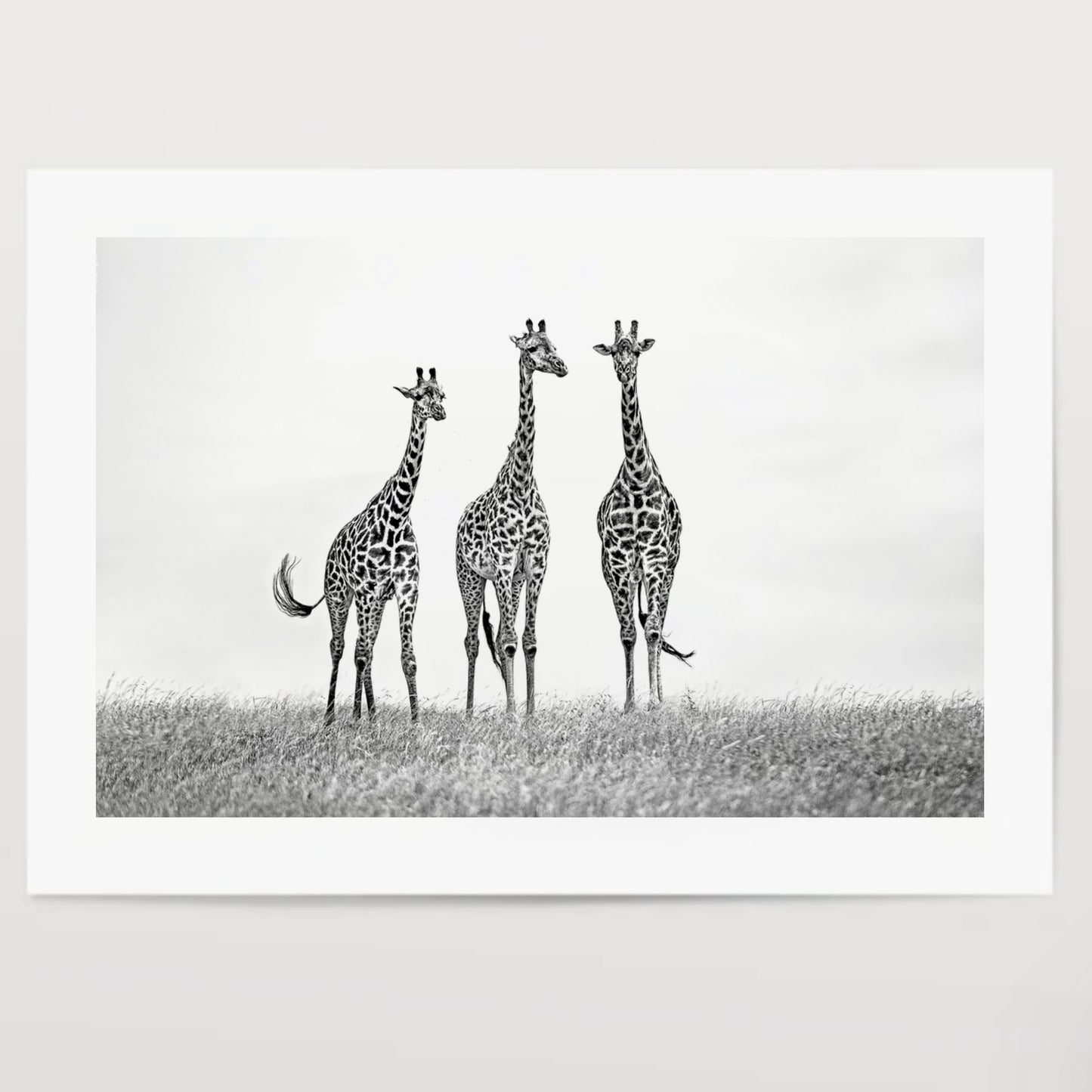 Giraffes in the Mara plains Poster