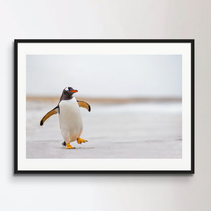 Gentoo Penguin waddling along on a white sand beach.