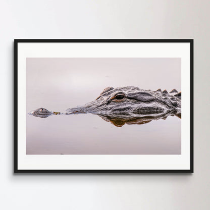 Close up of an alligator face and eye in the wilderness of Florida