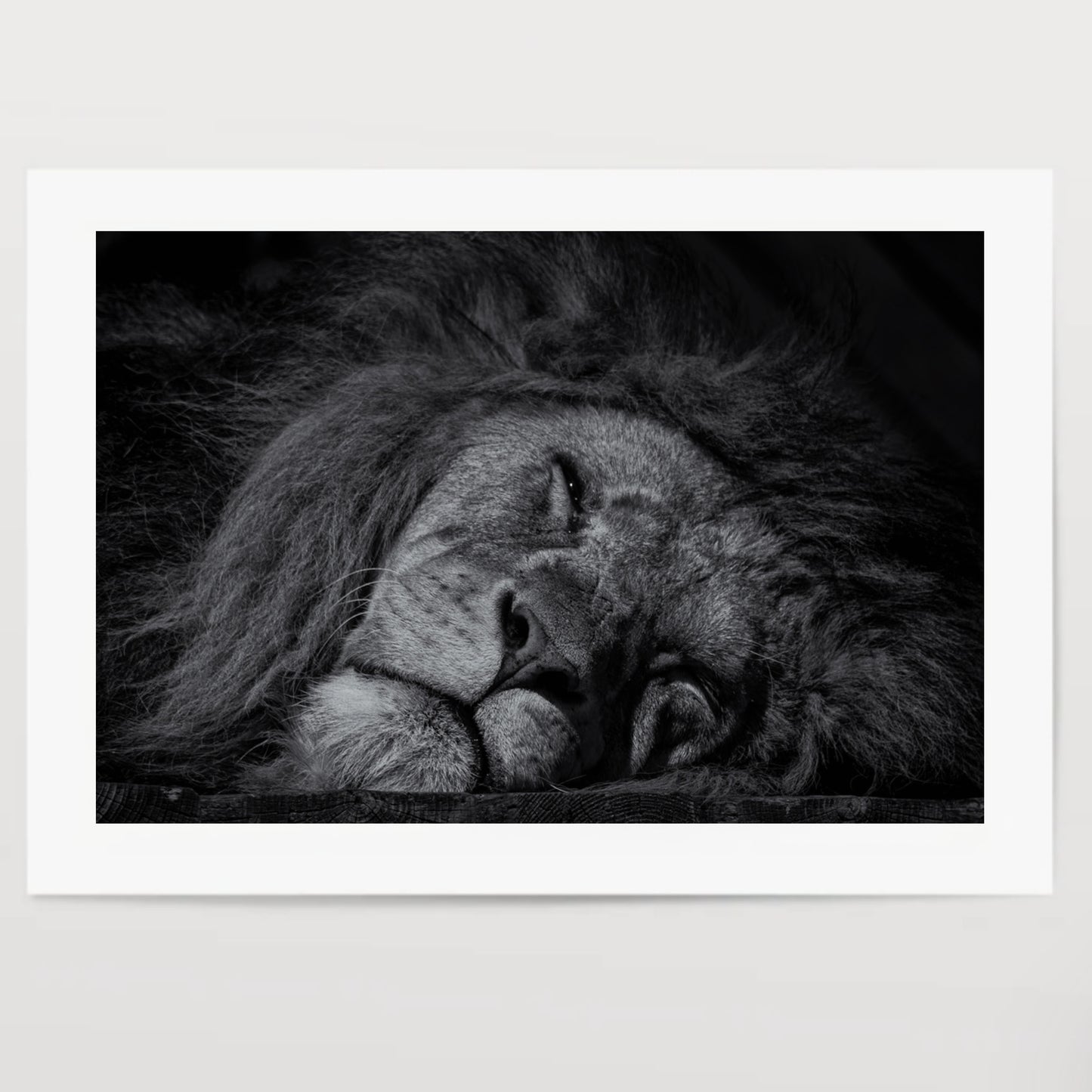 Sleeping lion