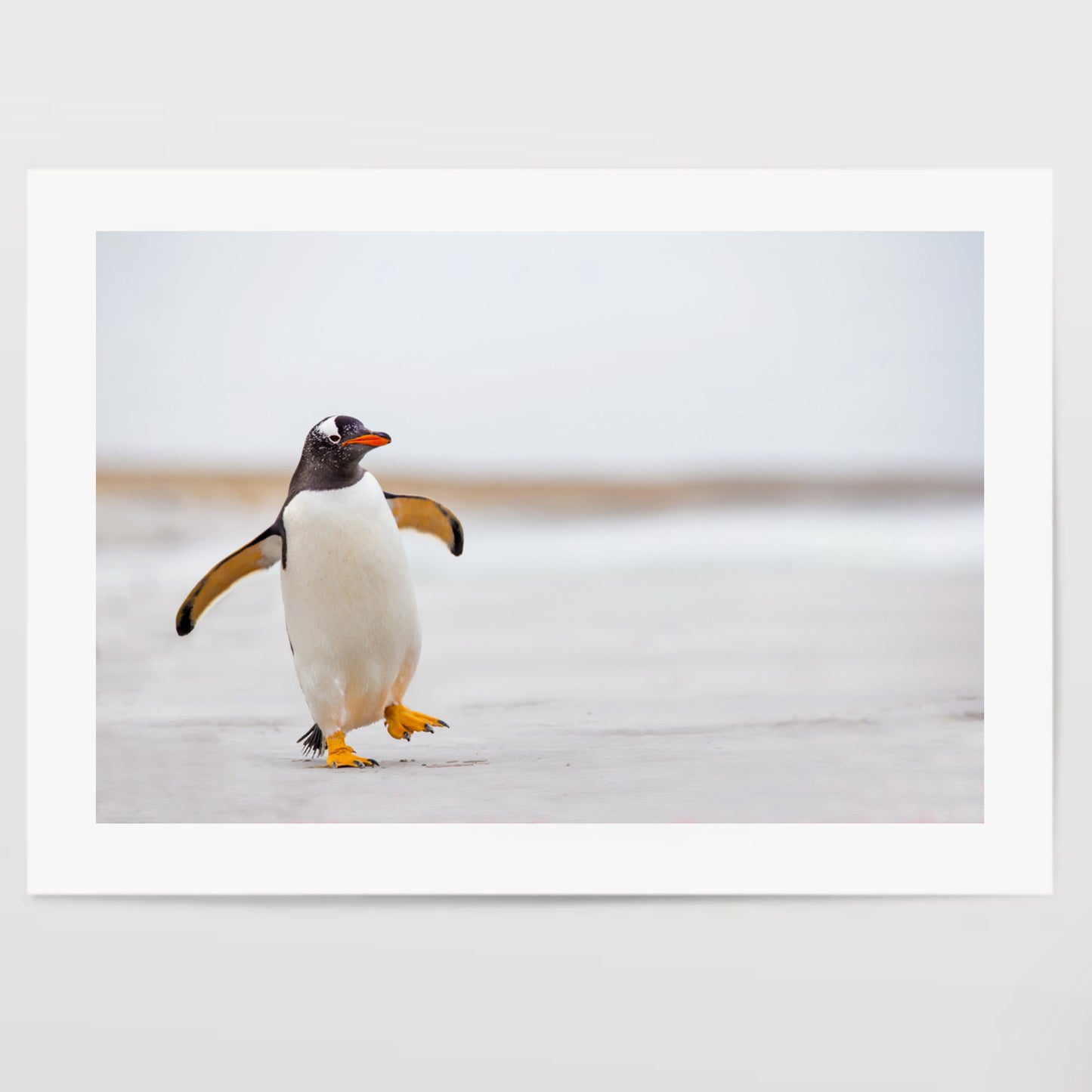 Gentoo Penguin waddling along on a white sand beach.