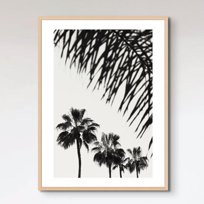 Palm_006