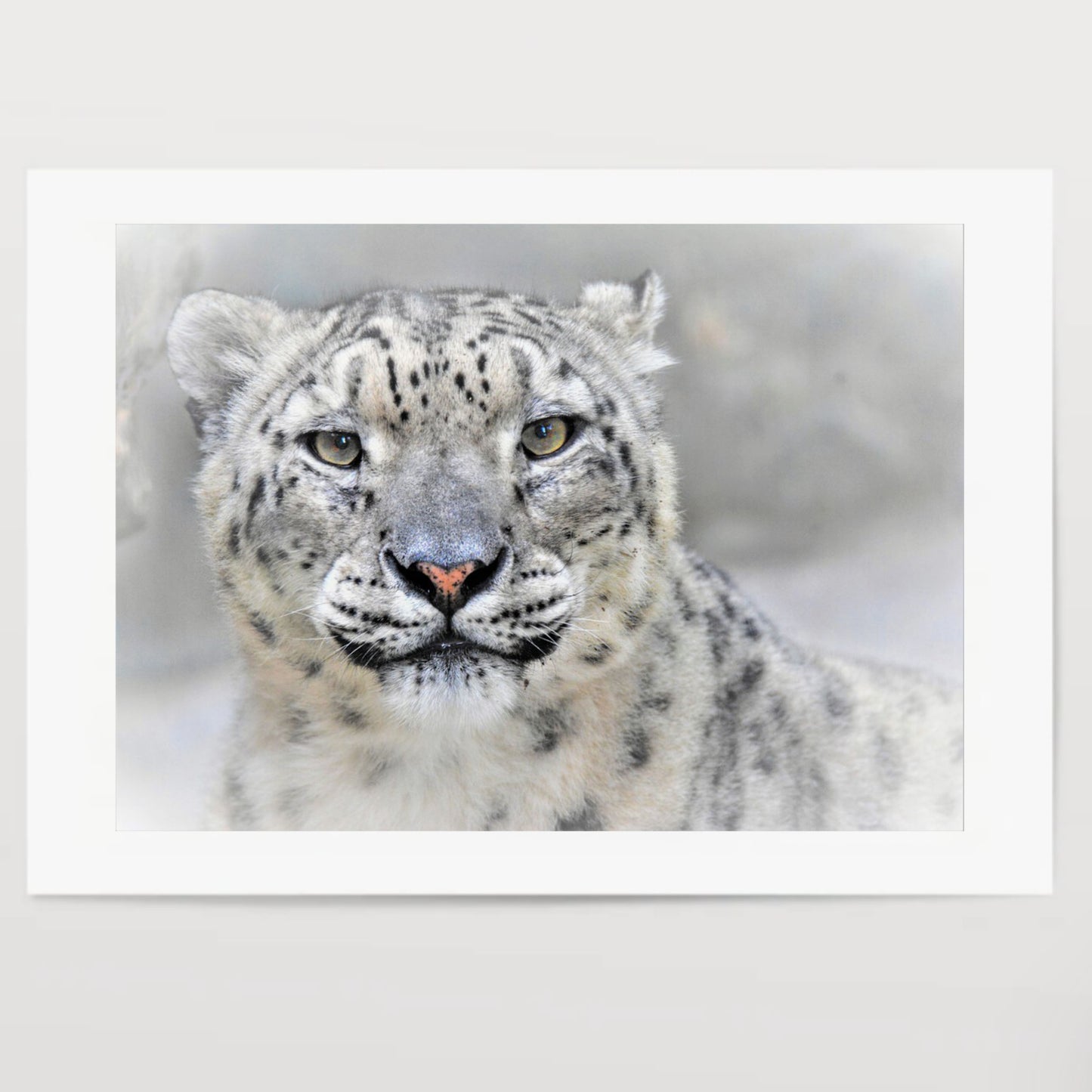 Snow leopard Poster