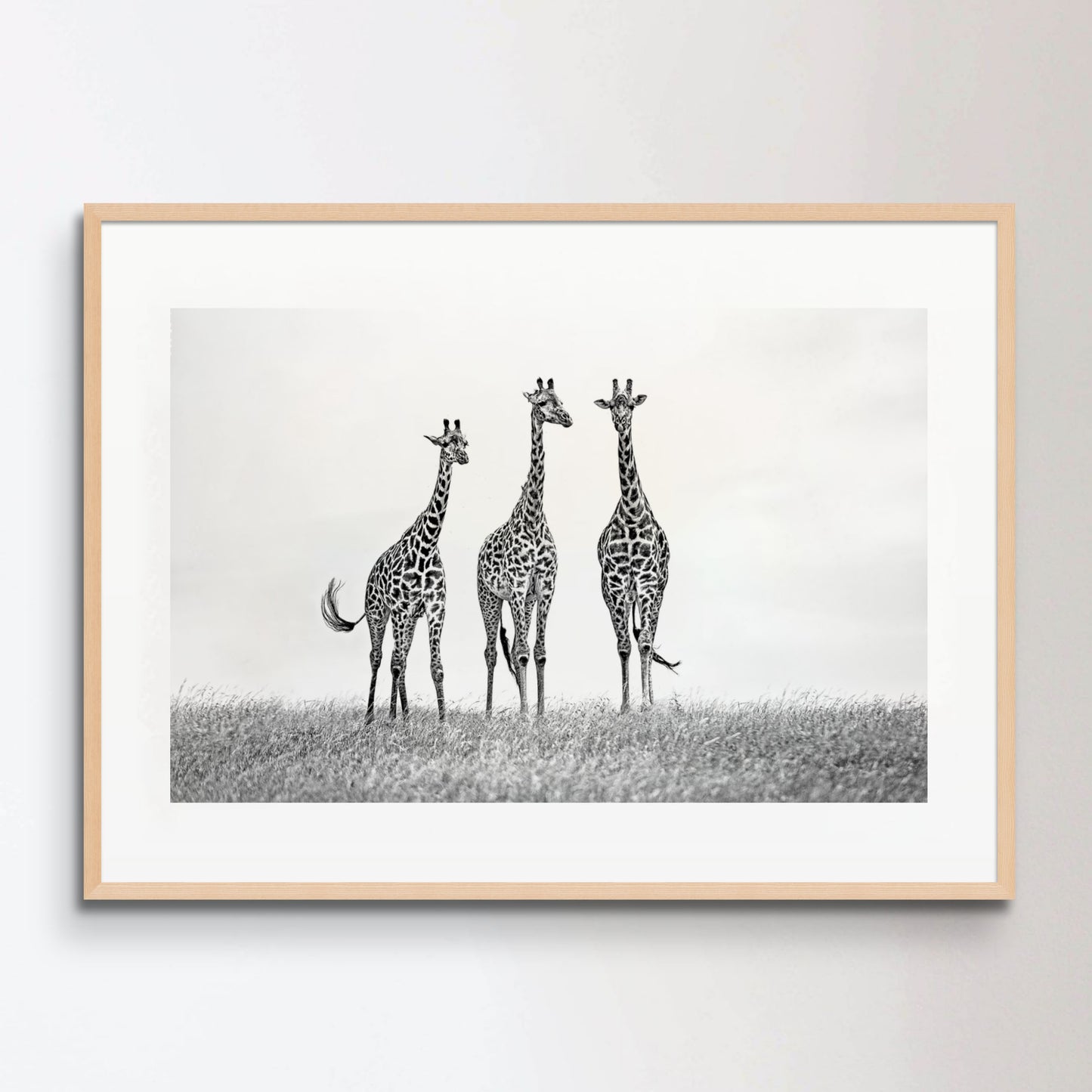 Giraffes in the Mara plains Poster