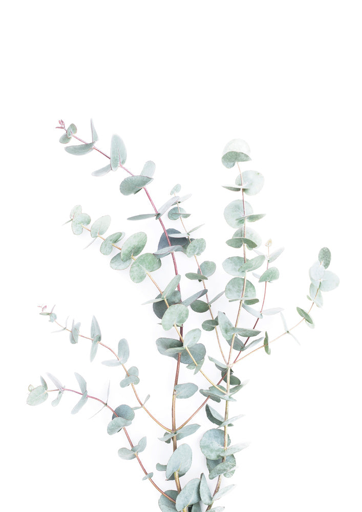 Eucalyptus