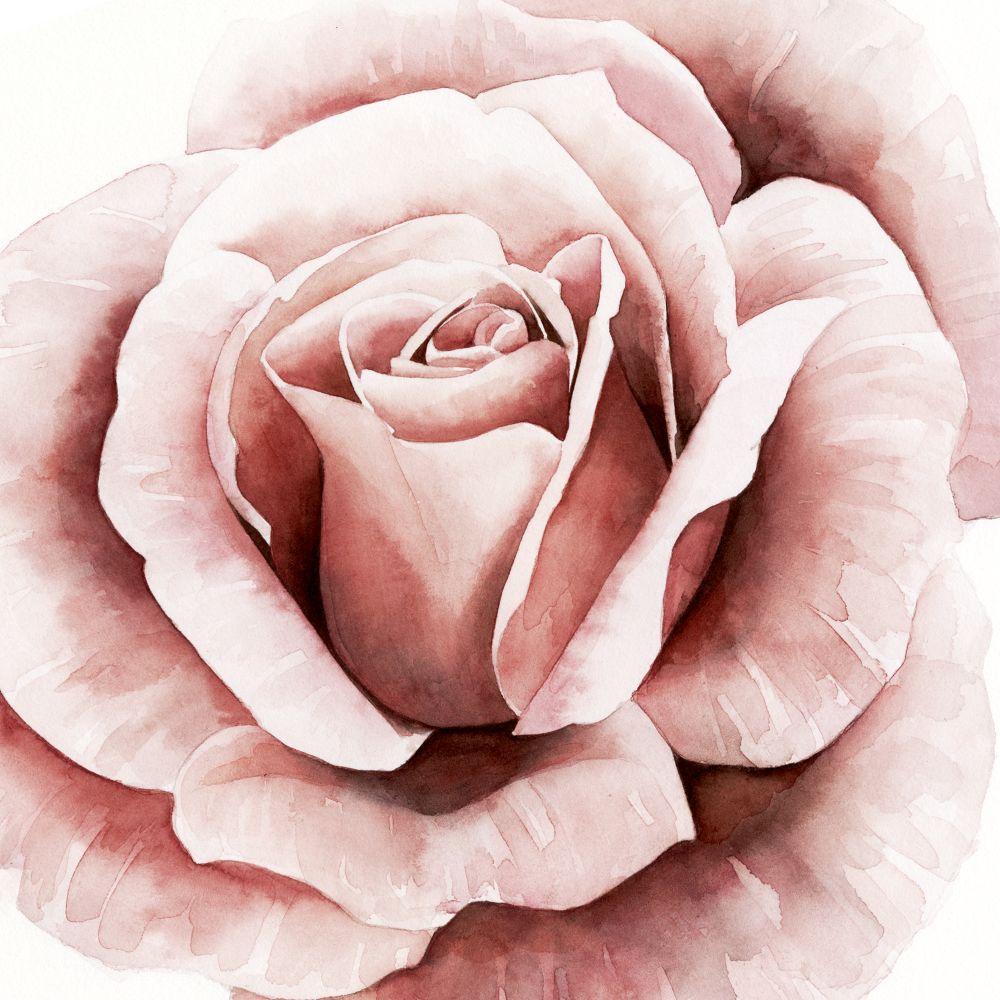 Pink Rose II