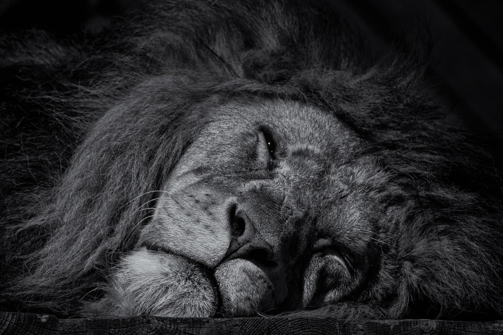 Sleeping lion