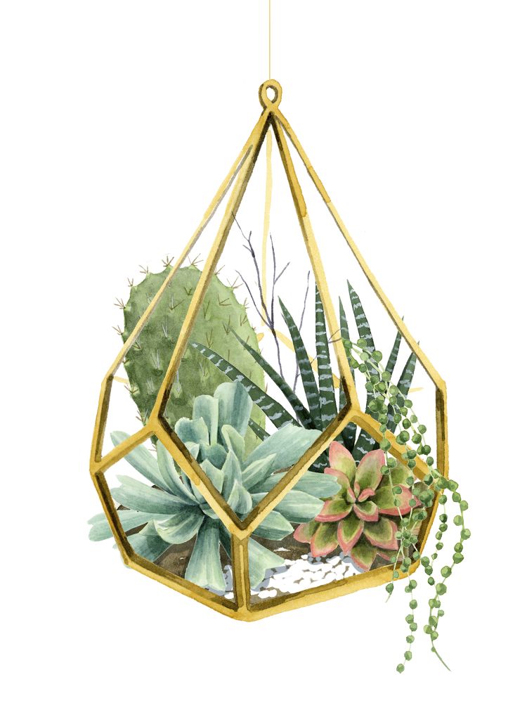 Wild Terrarium II