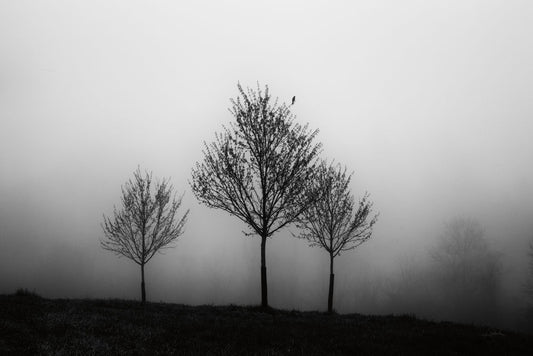 In the Fog