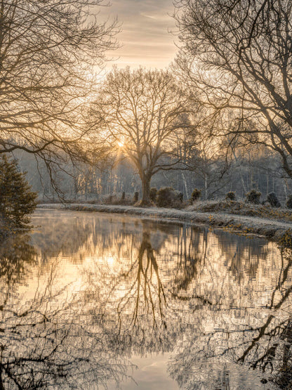 Sunrise through trees over the canal