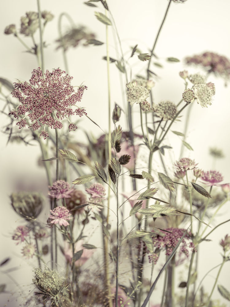 Meadow Flowers