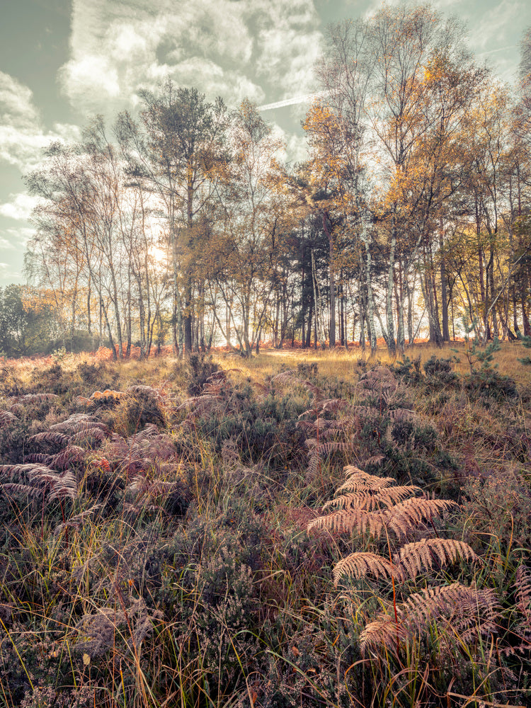 Forest with tall trees and foliage