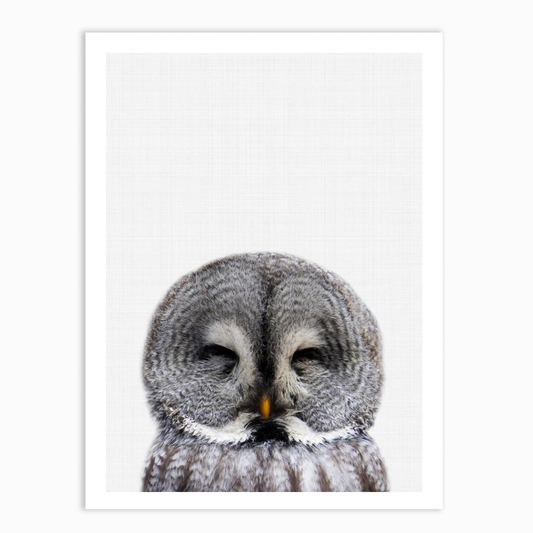 Owl Portrait 2 Print