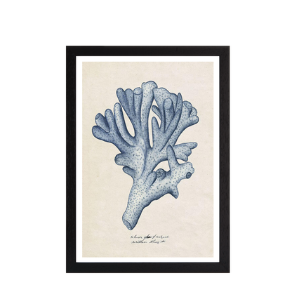 Sea Coral Study I