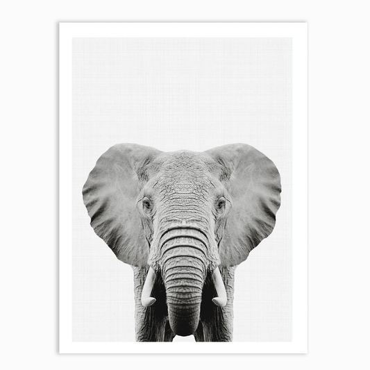 Elephant Portrait Print