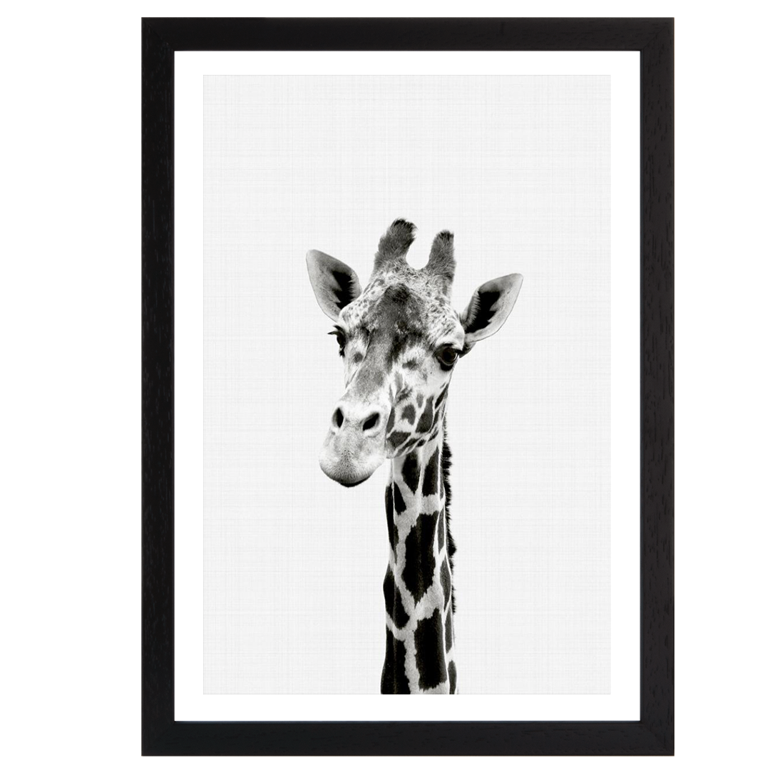 Giraffe B&W