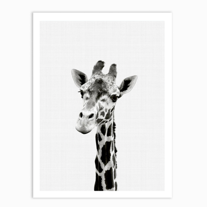 Giraffe B&W