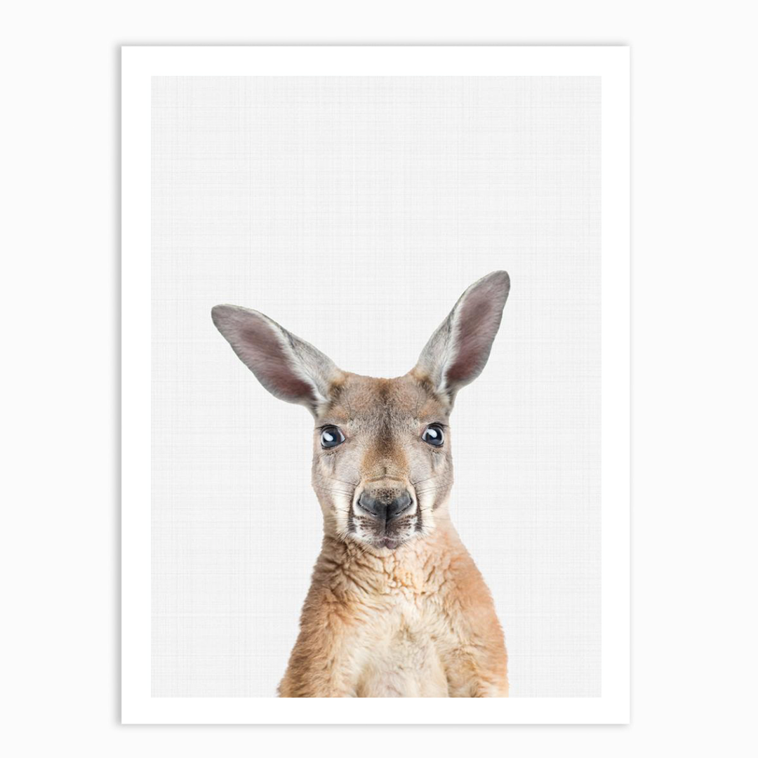 Kangaroo Portrait