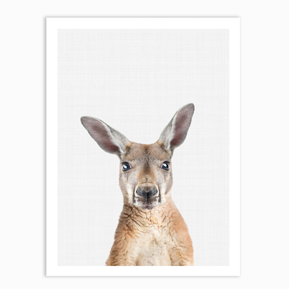 Kangaroo Portrait