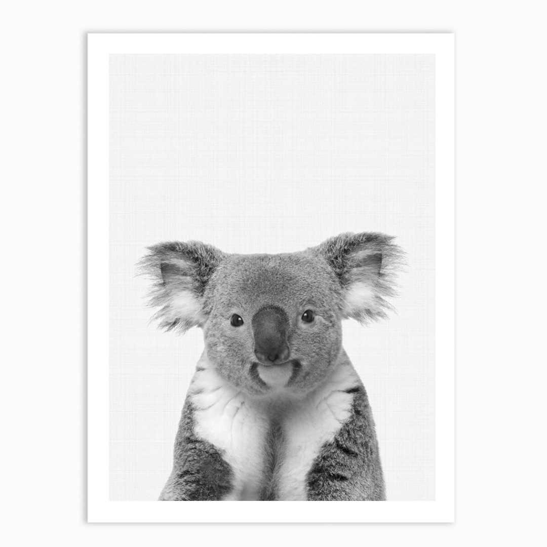 Koala Portrait B&W