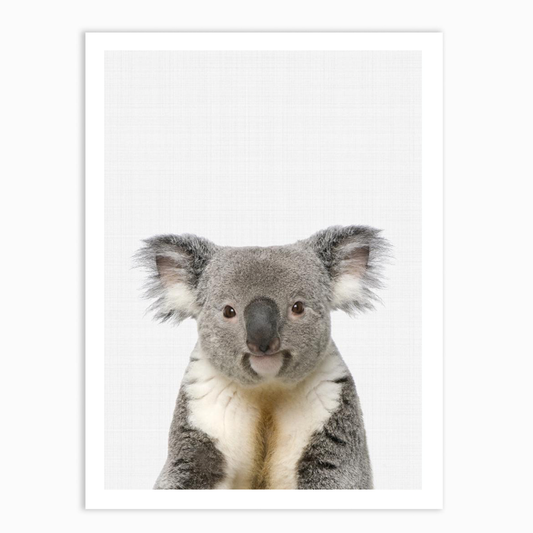 Koala Portrait