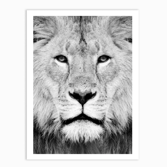 Lion Portrait Print B&W