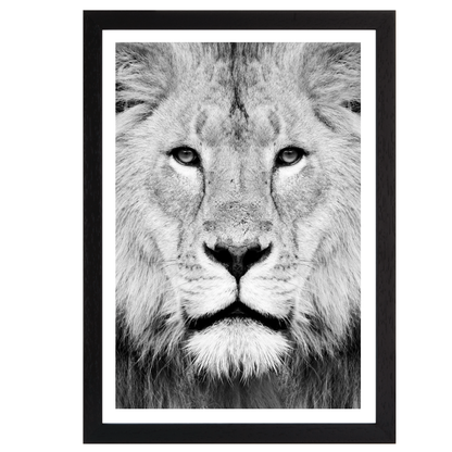 Lion Portrait Print B&W