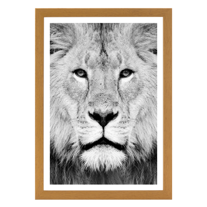 Lion Portrait Print B&W