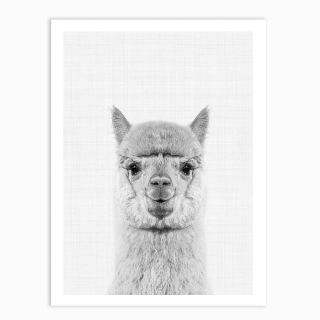 Llama Portrait Print