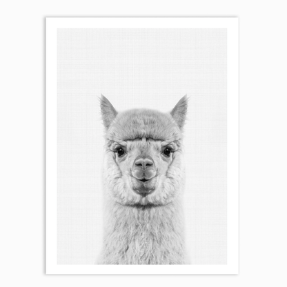 Llama Portrait Print