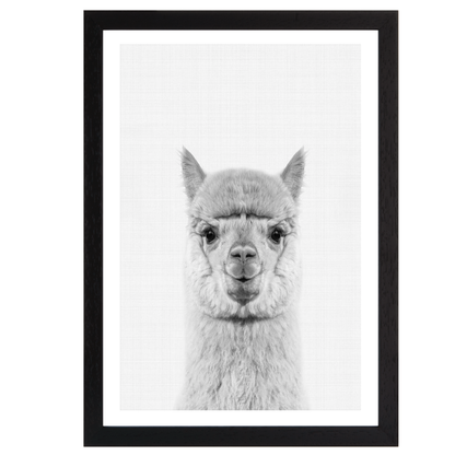 Llama Portrait Print