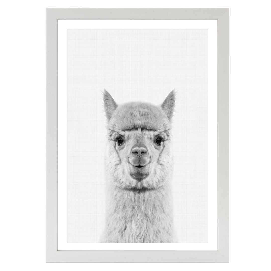 Llama Portrait Print
