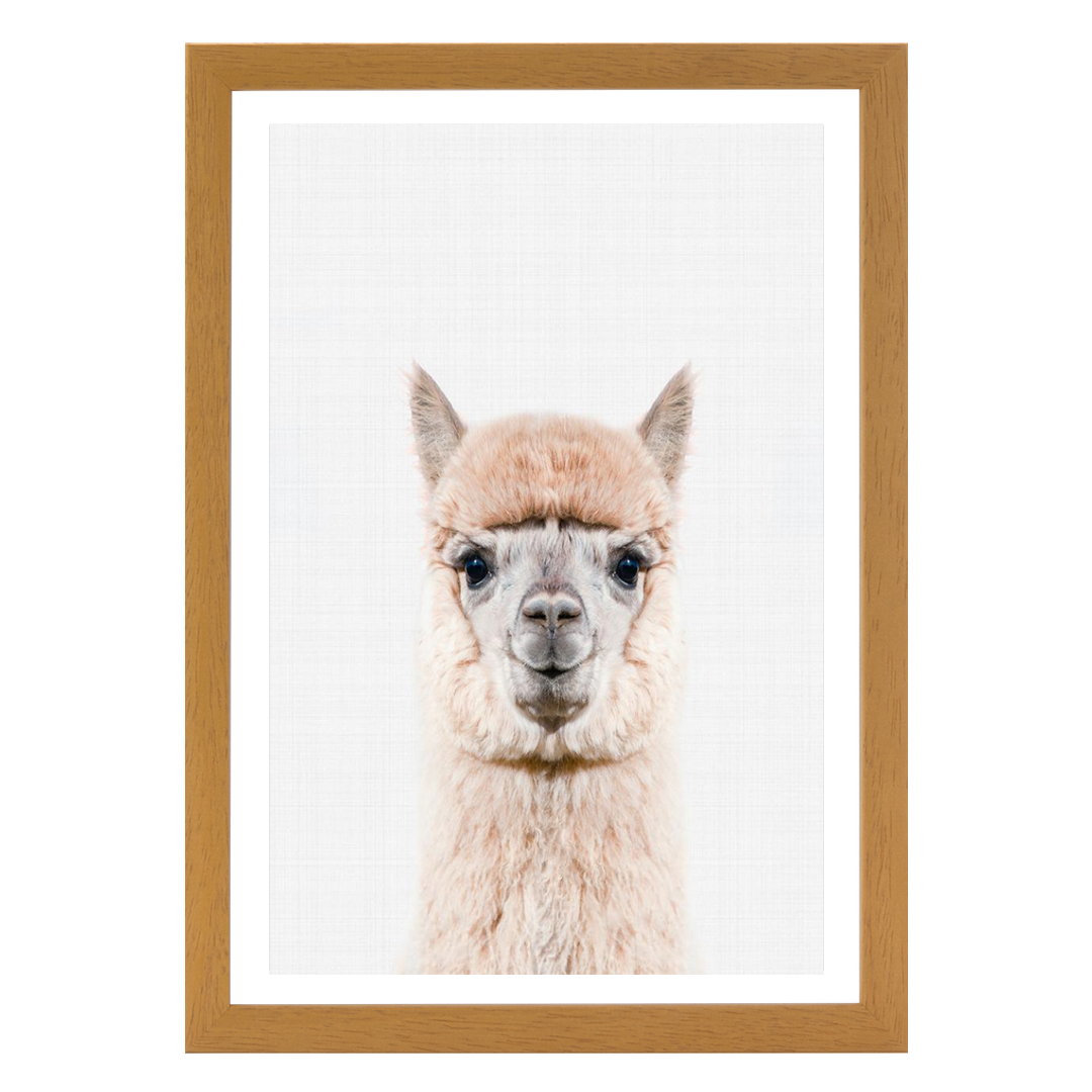 Llama Portrait Print