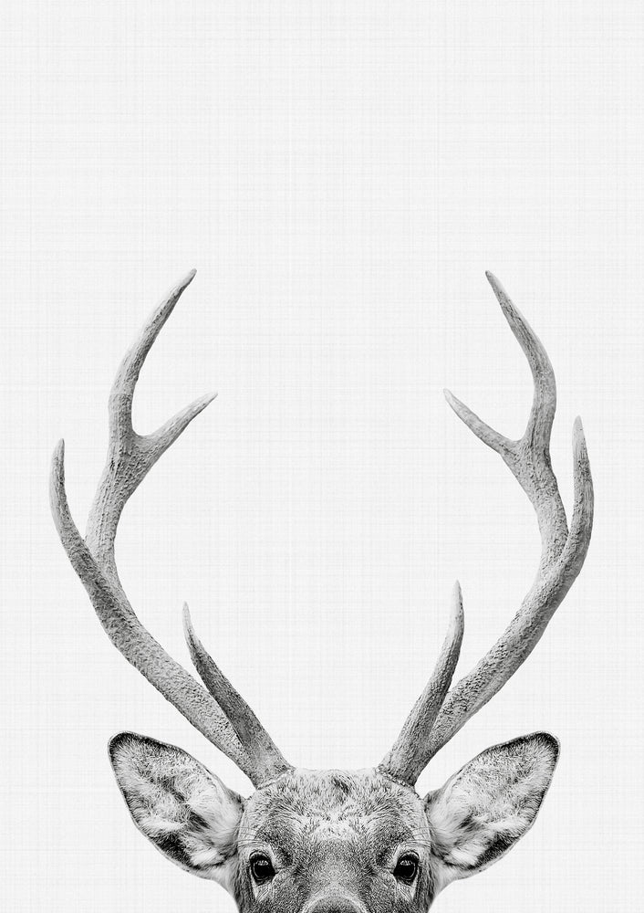 Deer Portrait Print