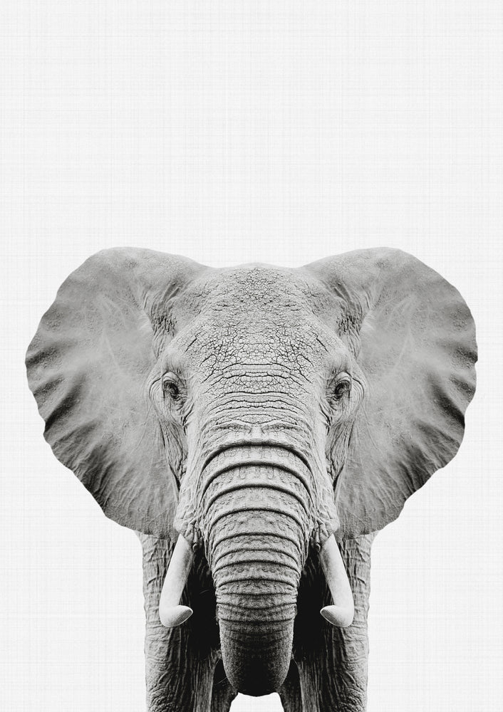 Elephant Portrait Print