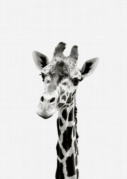 Giraffe B&W