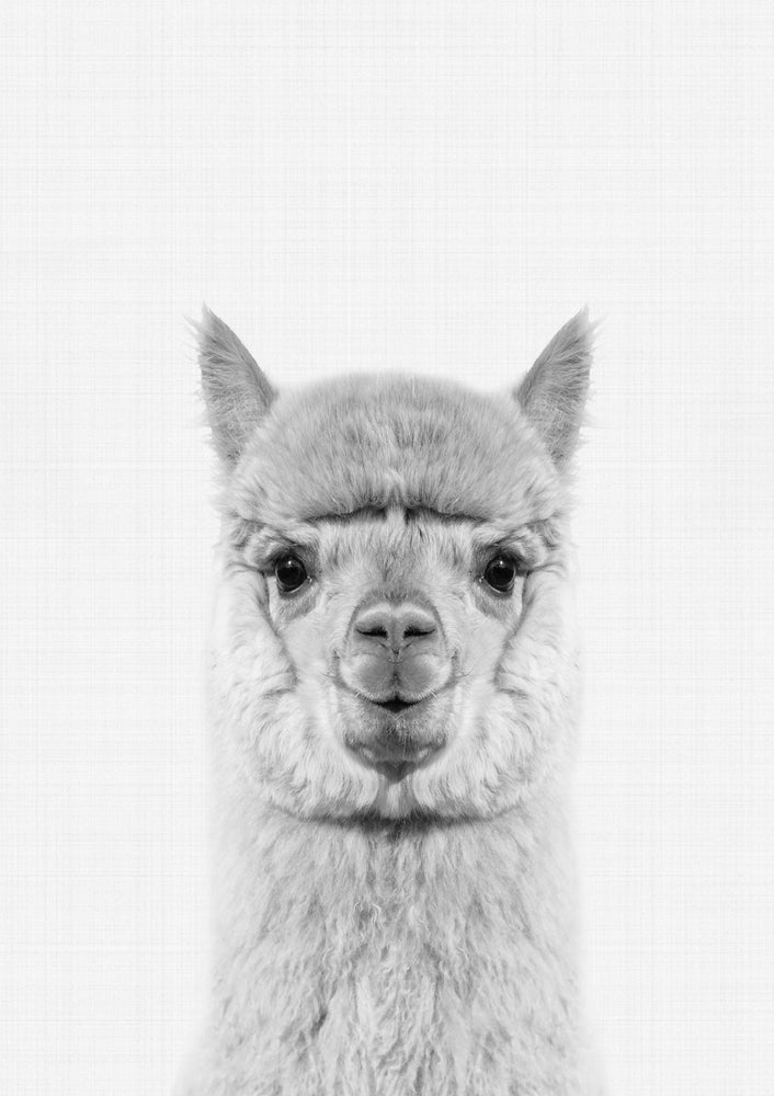 Llama Portrait Print